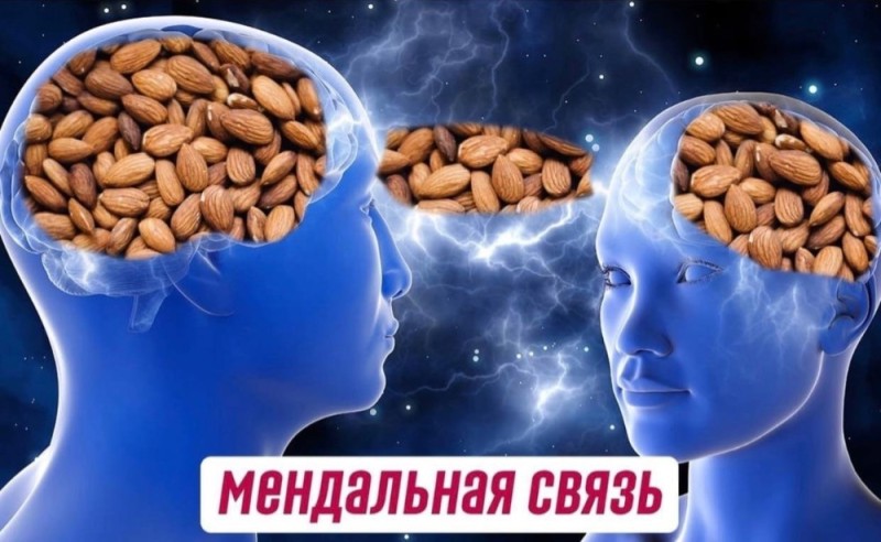 Create meme: almond, the brain of a man and a woman, almond connection