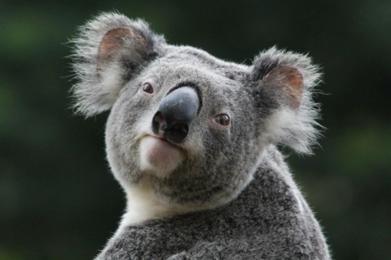 Создать мем: коала сумчатое, сумчатый медведь коала, животное коала