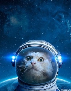 Create meme: animals in space, cat in space, cat astronaut 