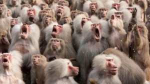 Create meme: monkey yawns, a herd of monkeys