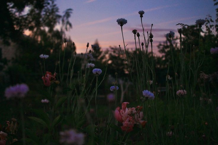 Create meme: the flowers of the meadow, wildflowers at sunset, wild flowers 