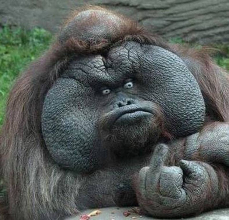 Create meme: orangutan monkey, fat orangutan, orangutan male