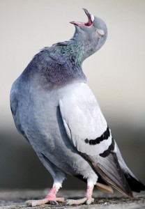 Create meme: pigeons doves, dove, dove