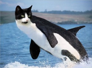Create meme: Kasatka the killer whale, marine mammals