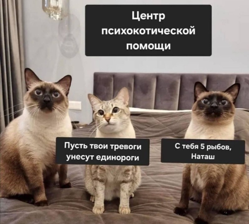 Create meme: funny posts, meme cat , The sinful cat