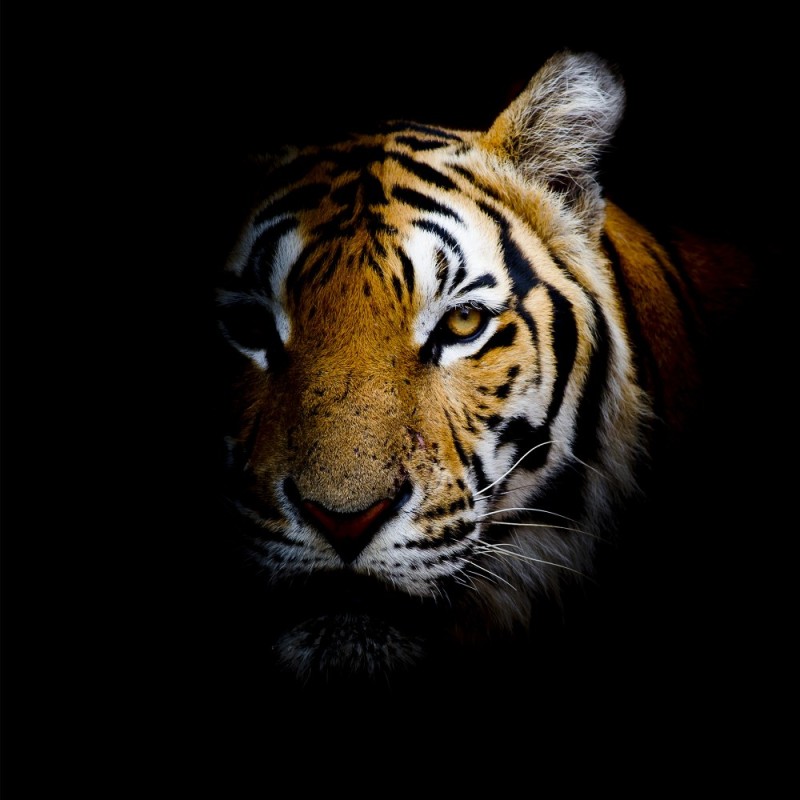 Создать мем: лицо тигра, красивый тигр, тигр портрет