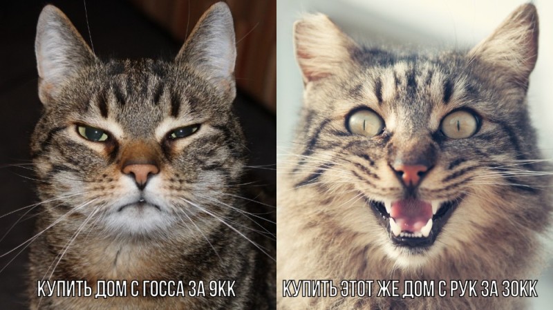 Создать мем: кошка, котэ, кот улыбка