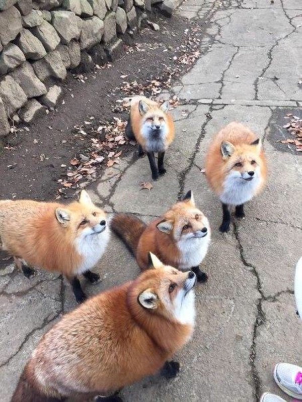 Create meme: fat fox, Fox funny, Fox