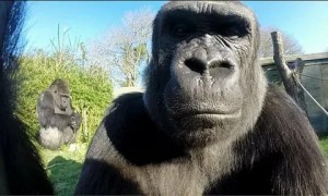 Create meme: the gorilla Koko, gorilla