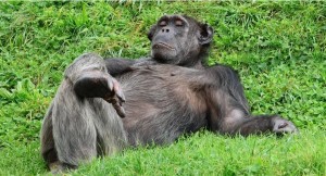 Create meme: chimpanzees , chimpanzee, the chimpanzee is resting