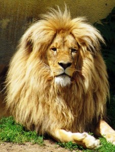 Create meme: home lion, the head of a lion, Leo