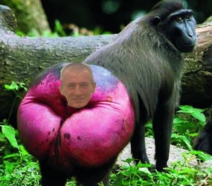 Create meme: photo ass monkey, monkey with red ass photo, krasnozhopye monkey