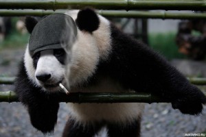 Create meme: Panda, the giant Panda, Panda hooligan