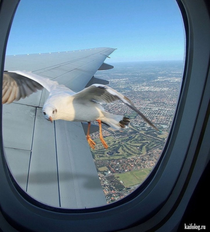 Create meme: wait for me..., bird plane, seagull plane