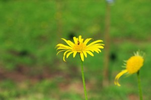 Create meme: Daisy flower, yellow flowers, doronikum