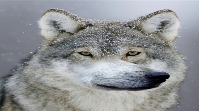 Create meme: stoned wolf , wolf muzzle, meme wolf auf