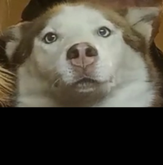 Create meme: husky , husky in shock, husky husky