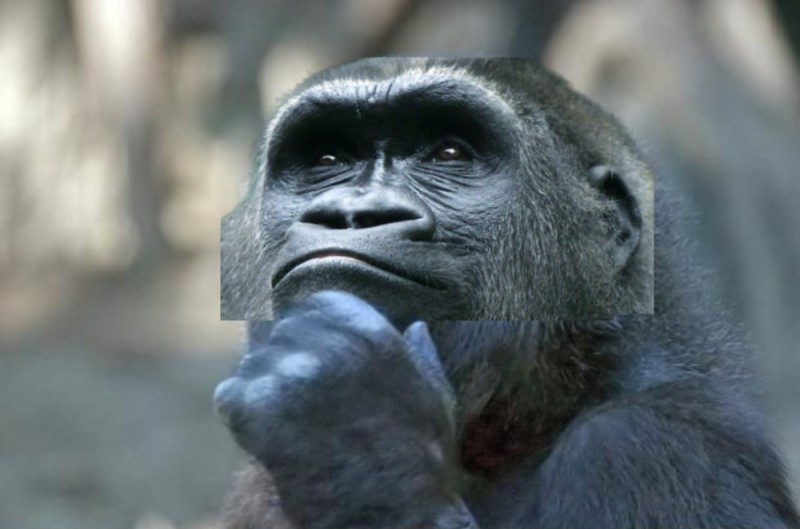 Создать мем: горилла горилла, горилла, умное лицо
