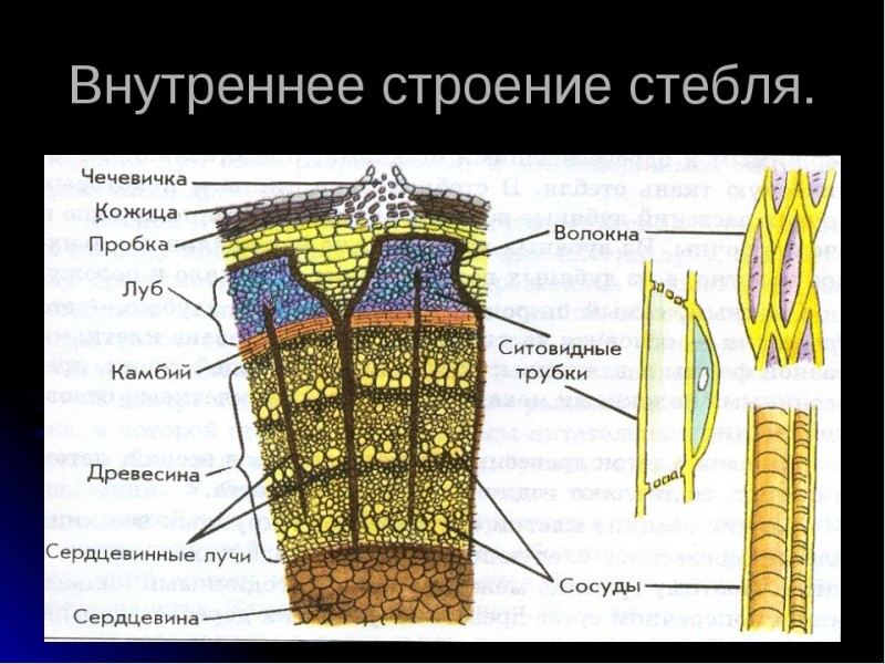 Создать мем: срез стебля строение, внутреннее строение стебля рисунок, внутреннее строение стебля 6 класс биология