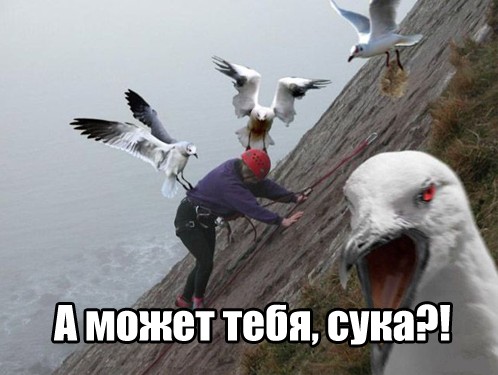 Create meme: Seagull , meme Seagull , angry seagull
