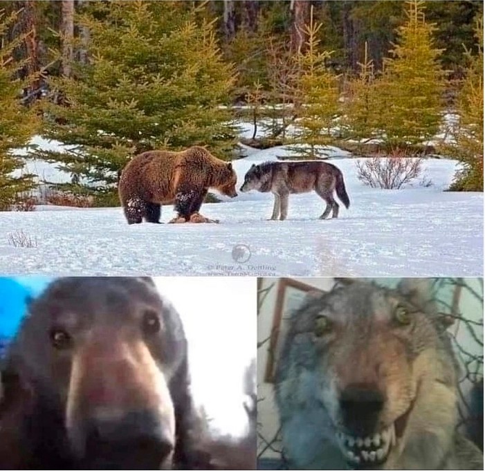 Создать мем: медведь в якутии, упоротый волк, собака