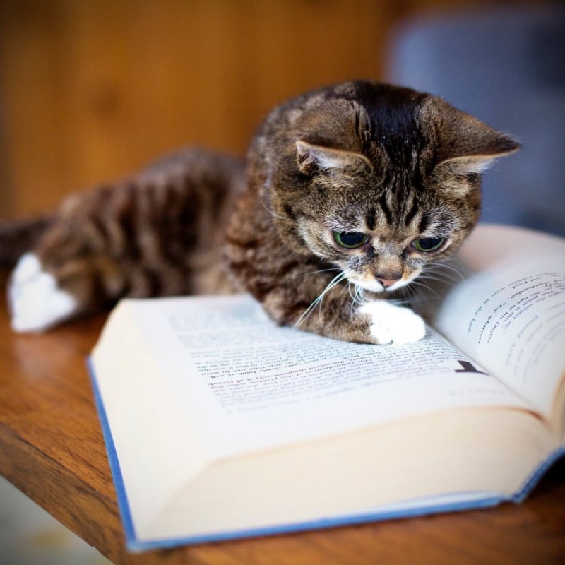 Create meme: cat reader, smart cat, a cat with a book