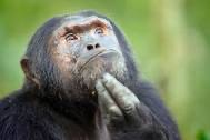 Создать мем: обезьяна, бонобо и шимпанзе, обезьяна чешет голову