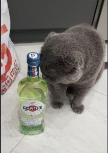 Создать мем: серый британский кот, кот британец пьет молоко, кот против алкоголя