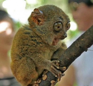 Create meme: cat, lemur tarsier