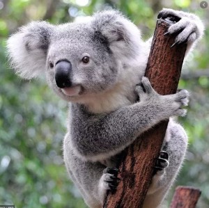 Create meme: koala, cute Koala, animal Koala