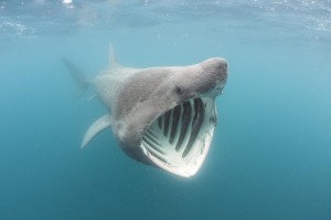 Create meme: new Zealand, the basking shark
