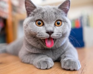 Создать мем: британская кошка, британская короткошерстная, шотландская кошка прямоухая