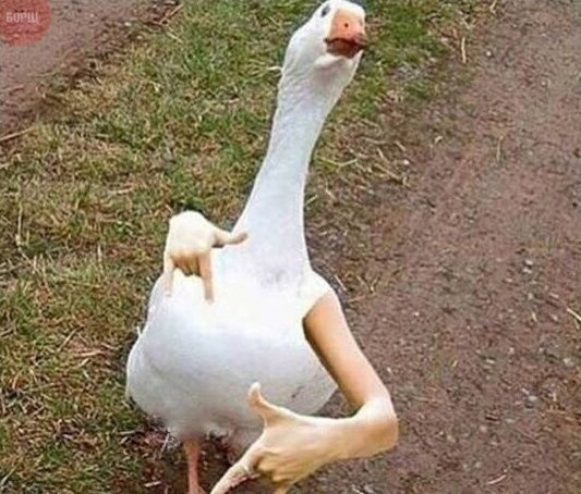 Create meme: goose funny, cool goose, cool goose