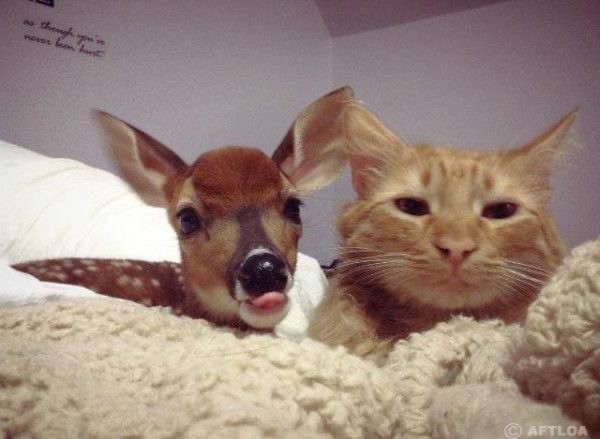 Create meme: the cat deer, fawn , a domestic fawn