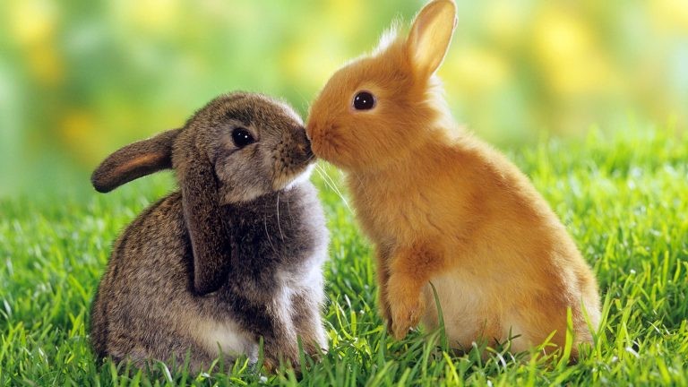 Create meme: cute bunnies, rabbit , beautiful rabbits