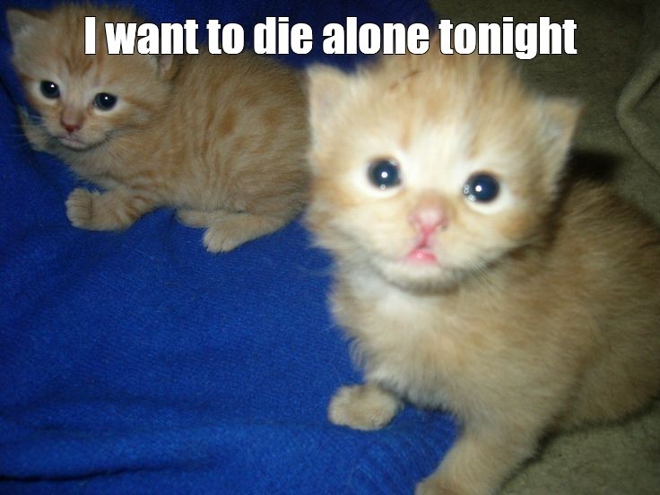 Create meme: animals , ginger kitten 1 month, cute animals