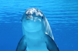 Create meme: oceanic inhabitant of the Dolphin, Dolphin, Dolphin under water