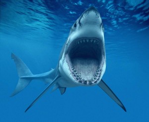 Create meme: shark, shark GIF, shark Wallpaper