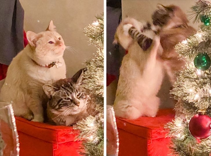 Создать мем: новый год коты, кот новый год, кошка и елка