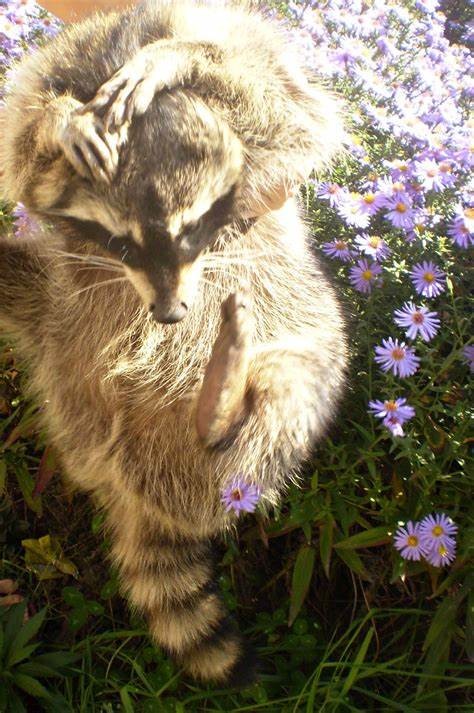 Create meme: raccoon animal, raccoon, a domestic raccoon