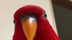 Create meme: red bird, red parrot