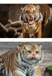 Создать мем: тигр, свирепый оскал тигра, гнев тигра