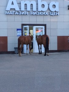 Создать мем: лошадь, horse, лошадь и