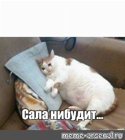 #fat cat crying meme. 