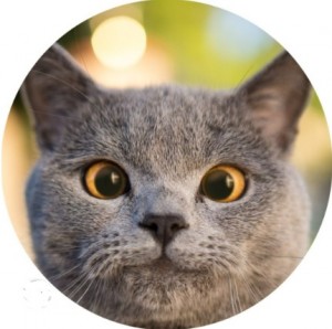 Create meme: British cat, cat, cat Briton gray