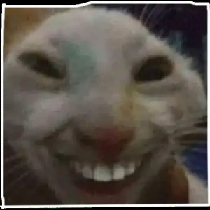 Создать мем: кот с зубами, смешные морды животных, котики