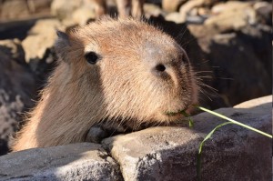 Создать мем: capybara, gopher, kapibara