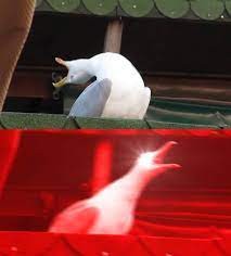 Create meme: a deep breath, screaming Seagull, Meme take a deep breath