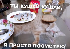 Create meme: funny cats and dogs, soup with a cat, funny cats