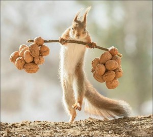 Create meme: a squirrel with a nut, funny squirrels, humor and jokes